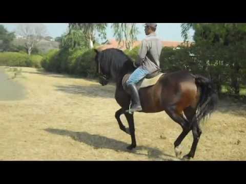 dominante Español bailando dominante Español bailando