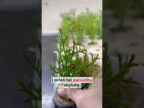 Video: Kaip padauginti gluosnį iš auginio?