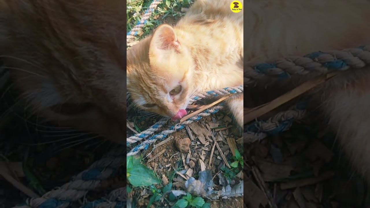 Most Bueatiful kitten funny playing 😴,