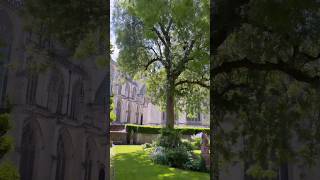 Nature’s own frame for the Minster ​#Shorts​ #Viral #HistoricalArchitecture