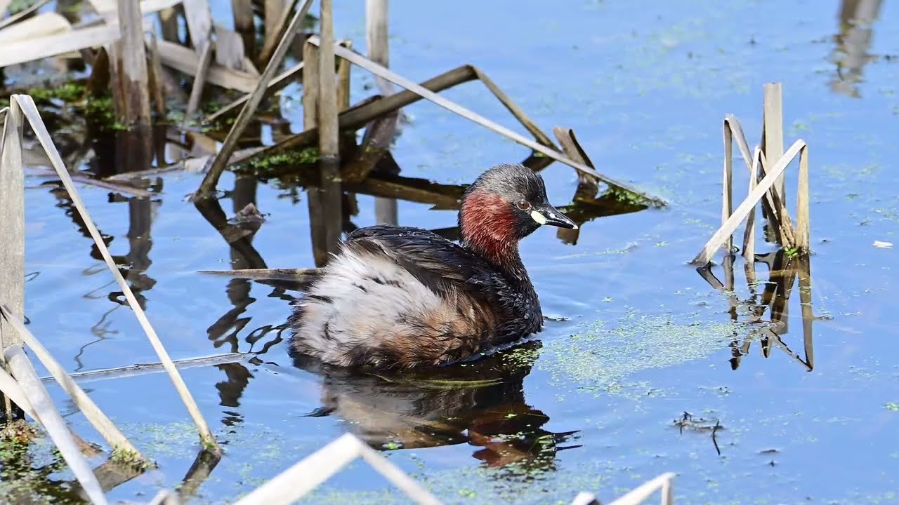little grebe and song thrush plus others at blashford lakes in Hampshire this march 2024..