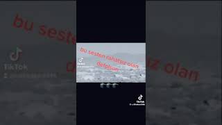 Bennim Değiyil Ama Busesi Sevmeyen Amk Orosbu Dur