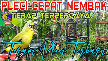Terapi Pleci Agar Cepat Nembak Buka Paruh || Terapi Pleci Koloni dan Pleci Nembak