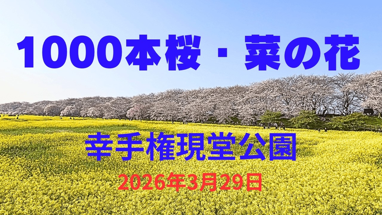 権現堂公園』 1000本桜と菜の花の開花状況 - YouTube