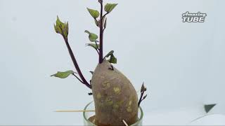 Growing Sweet Potato 15 Days - Time Lapse