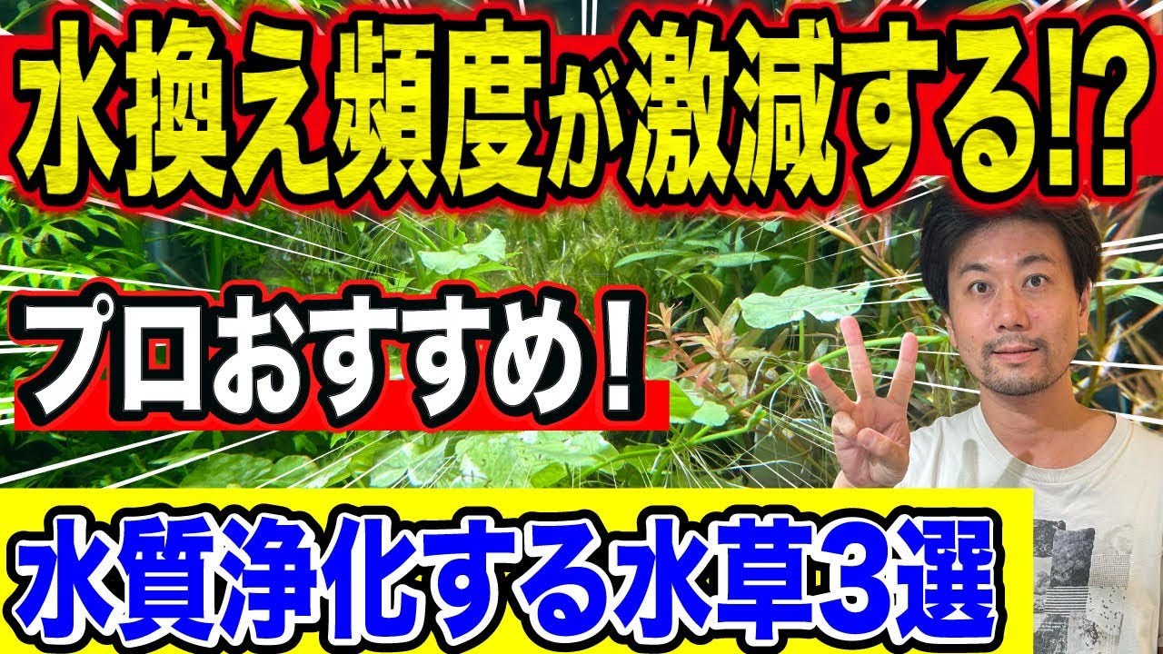 水換え頻度激減⁉プロが教える水質が激変する水草3選！