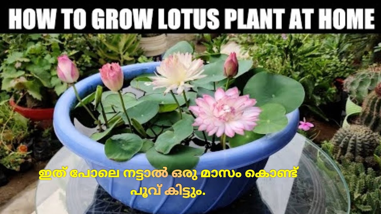 How to Grow Lotus Plant tuber at Home ( FAST N EASY METHODഇങ്ങനെ നട്ടാ