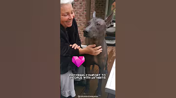 Xoloitzcuintle 🐶 One Of The Rarest Dog Breeds In The World | 1 Minute Animals