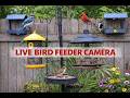 LIVE  Bird Feeder Camera in Oklahoma.  Cardinals ,Blue Jays &amp; Backyard Birds in Real Time #birds
