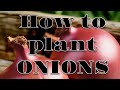 HOW TO PLANT ONIONS