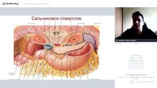 Топографическая анатомия. Сальниковая сумка. Малый и большой сальник.