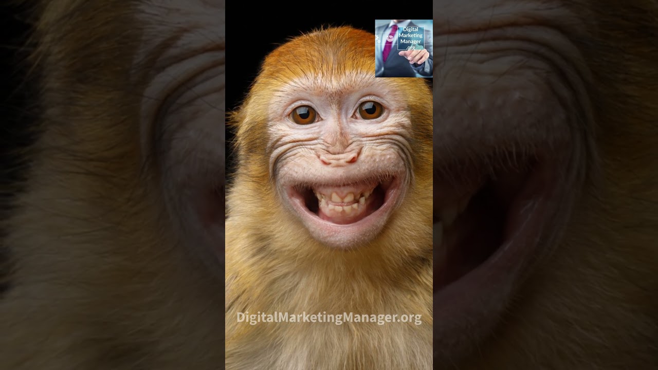 la scimmia felice... 