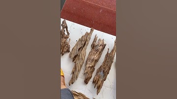 Lua. Ghép lan chậu #lũa