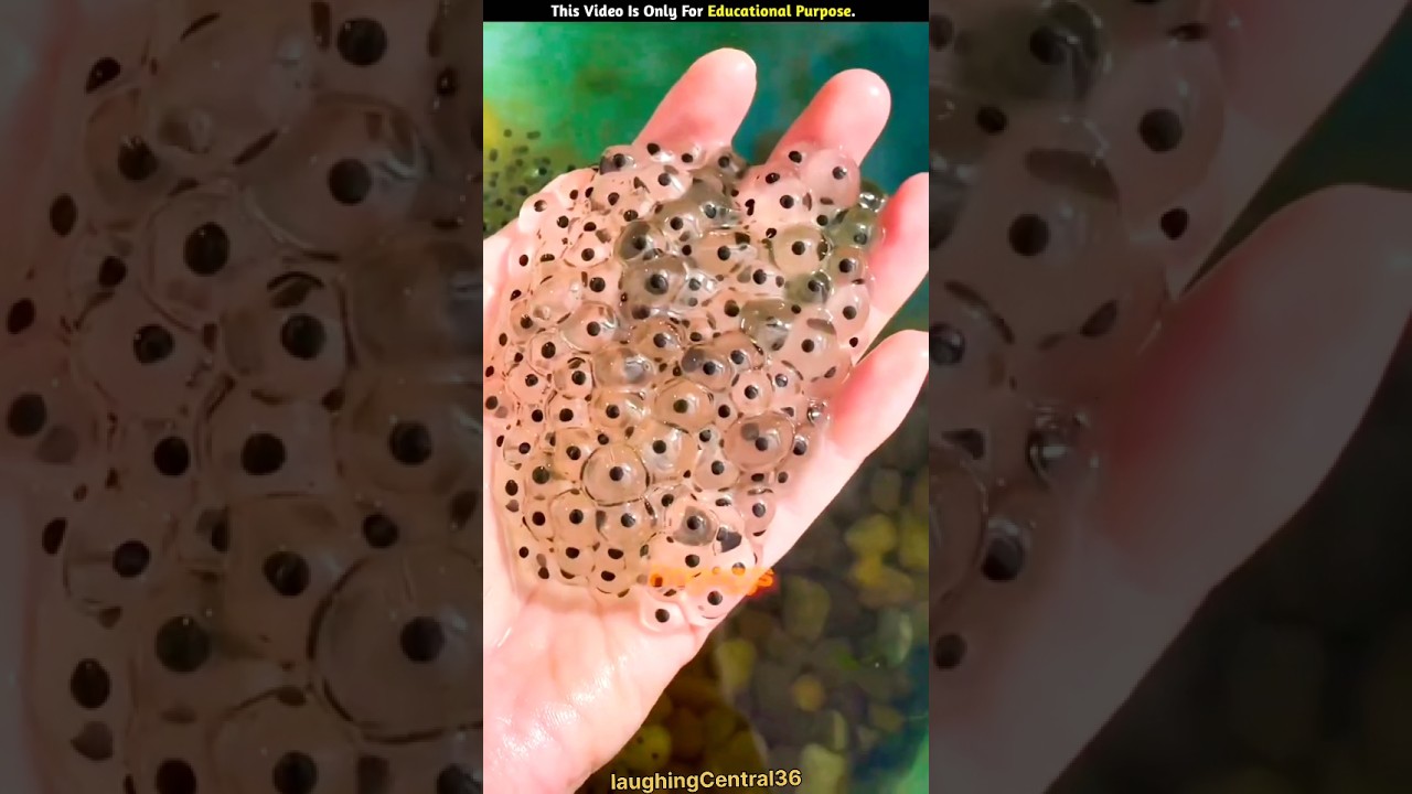 Don't Make The Mistake Of Eating Frog Eggs