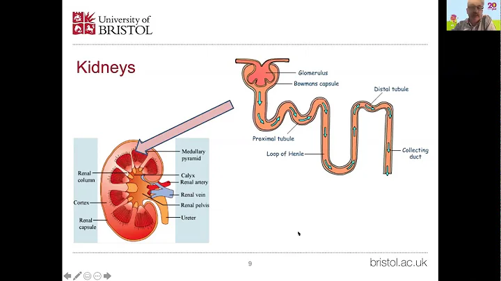 PKD LIVE - What is Polycystic Kidney Disease?