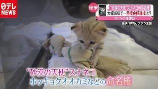 「新型コロナ」減収　秘策は“砂漠の天使”スナネコの命名権（2020年9月14日放送『news every.』より）
