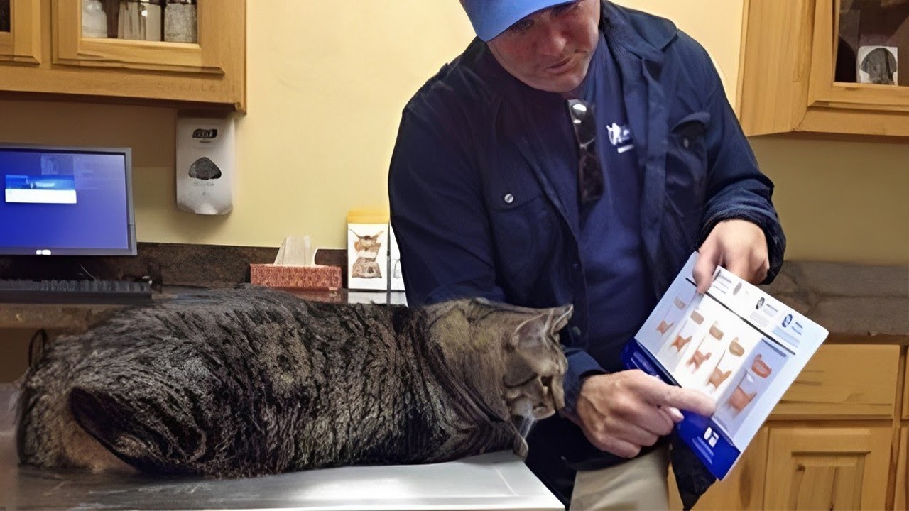 When Your Cat Insists On Loving Grandparent ?