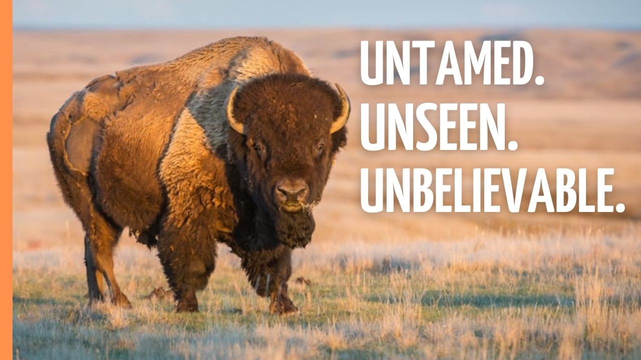 Bison, Coyotes & Prairie Dogs: The Untamed Life of North America's Grasslands | Full Episode