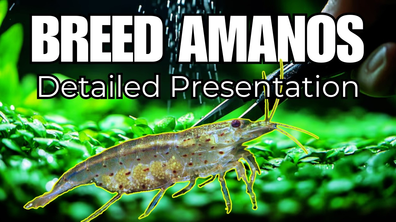 Avatar Aquatics Breeding Amano Shrimps, HOW TO + Microscope Pictures [Part 1]