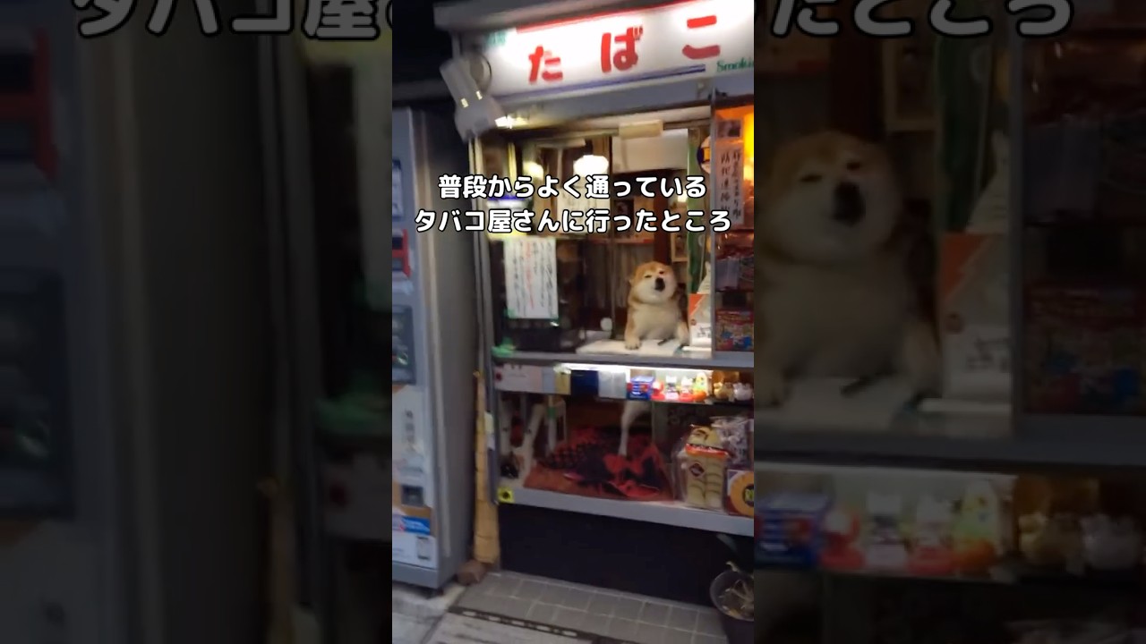 The Shiba Inu in its final year as the tobacco shop's mascot dog