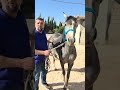 الخيل العربي الاصيل المهره قمر بنت الاصيلة حناين خيل حصان خيل عربي تركيا سوريا حسين البغدادي 
