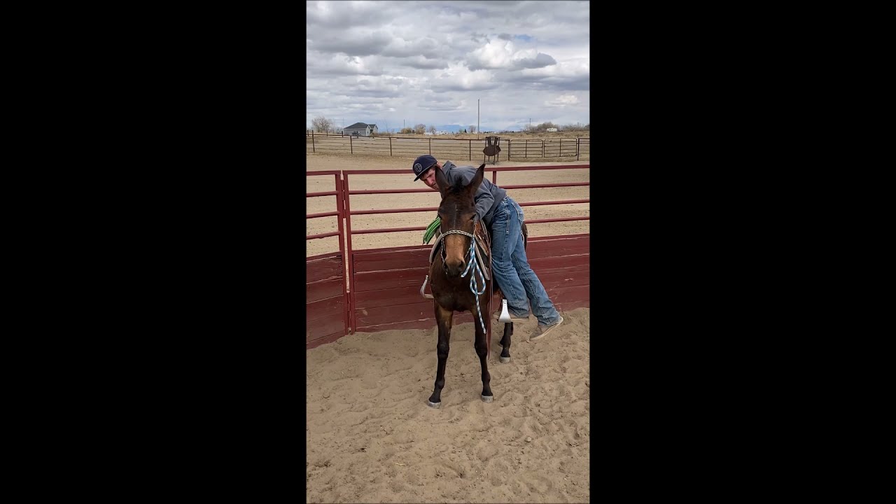Hip #64 - Newley "His First Ride", consigned to Jake Clark's MULE DAYS Auction, June 20, 2021
