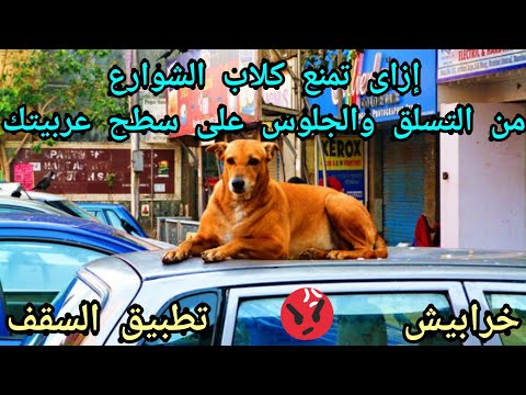 7 طرق لمنع الكلاب من تسلق سقف عربيتك