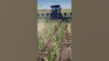 Máy vun ngô của nhà người ta. #hieuthapxanh #03479440O5 #thapxanh