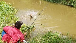 Fish hunting || Amazing rohu fishing || Catching for big rohu fish