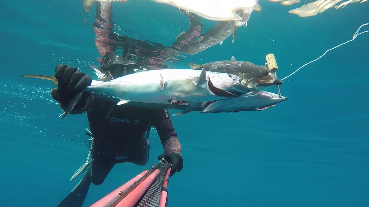 Pescasub (spearfishing) Lanzarote (Canarias). 2 Barracuda y Atlantic