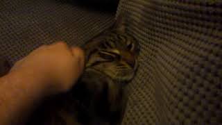 Ziva Kitty Loves The New Sofa