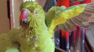 Indian ringneck parrot bath? funny video ?