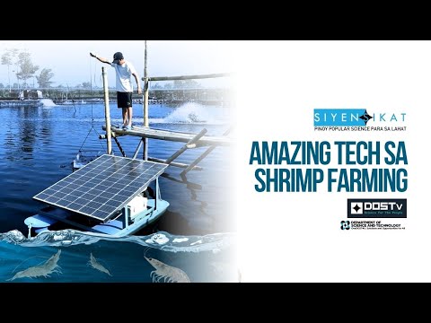 Amazing Tech sa Shrimp Farming | Siyensikat | Episode 12