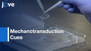 Hydroxy-PAAm Hydrogels For Decoupling Effects-Mechanotransduction Cues l Protocol Preview