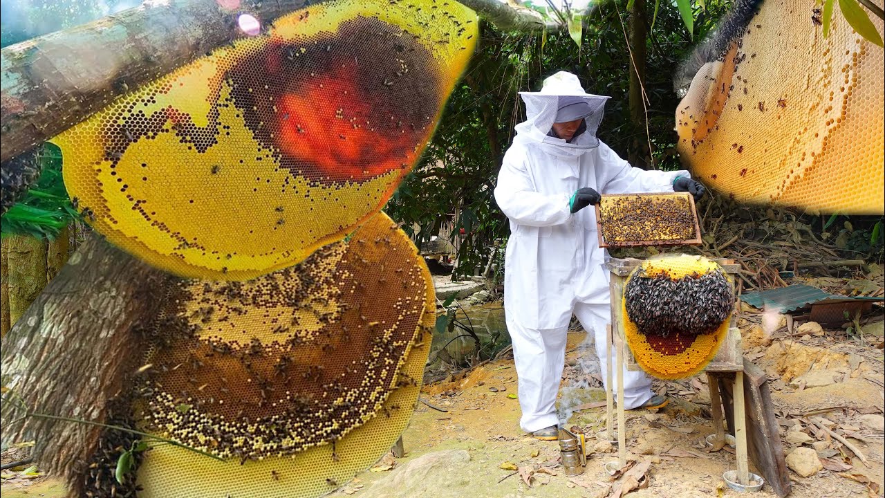 Привлечение медоносных пчел — 100% чистый мед — Насколько важен мед?