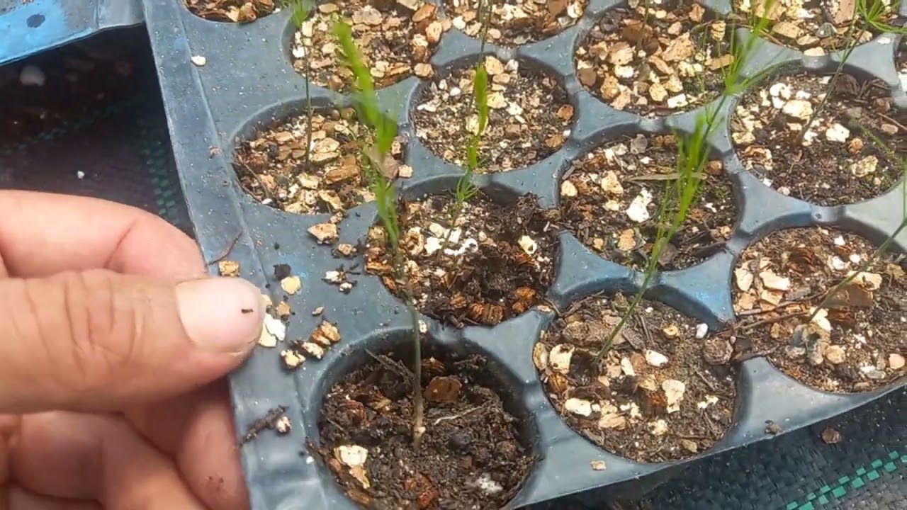 Kuşkonmaz nasıl üretilir? Saksıda kuşkonmaz yetişir mi ?