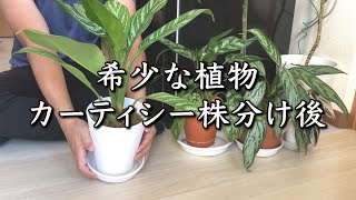 失敗したら全滅】観葉植物アグラオネマカーティシーを株分けしてみて