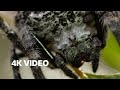 Reallife spider shoots web 25 metres long  the hunt  4k u bbc earth