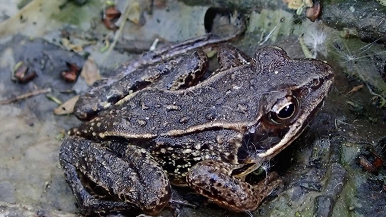 Bruine kikker/Common frog (Rana temporaria)