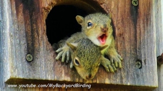 Baby Squirrels Calling Missing Mom -  A Documentary