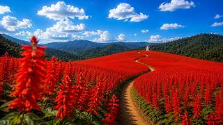 The World's Most Beautiful Flower Gardens 🌸 Nature's Gentle Reminder to Slow Down