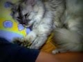 Cat massage by myu