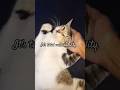 3 hidden signs your cat trust you.