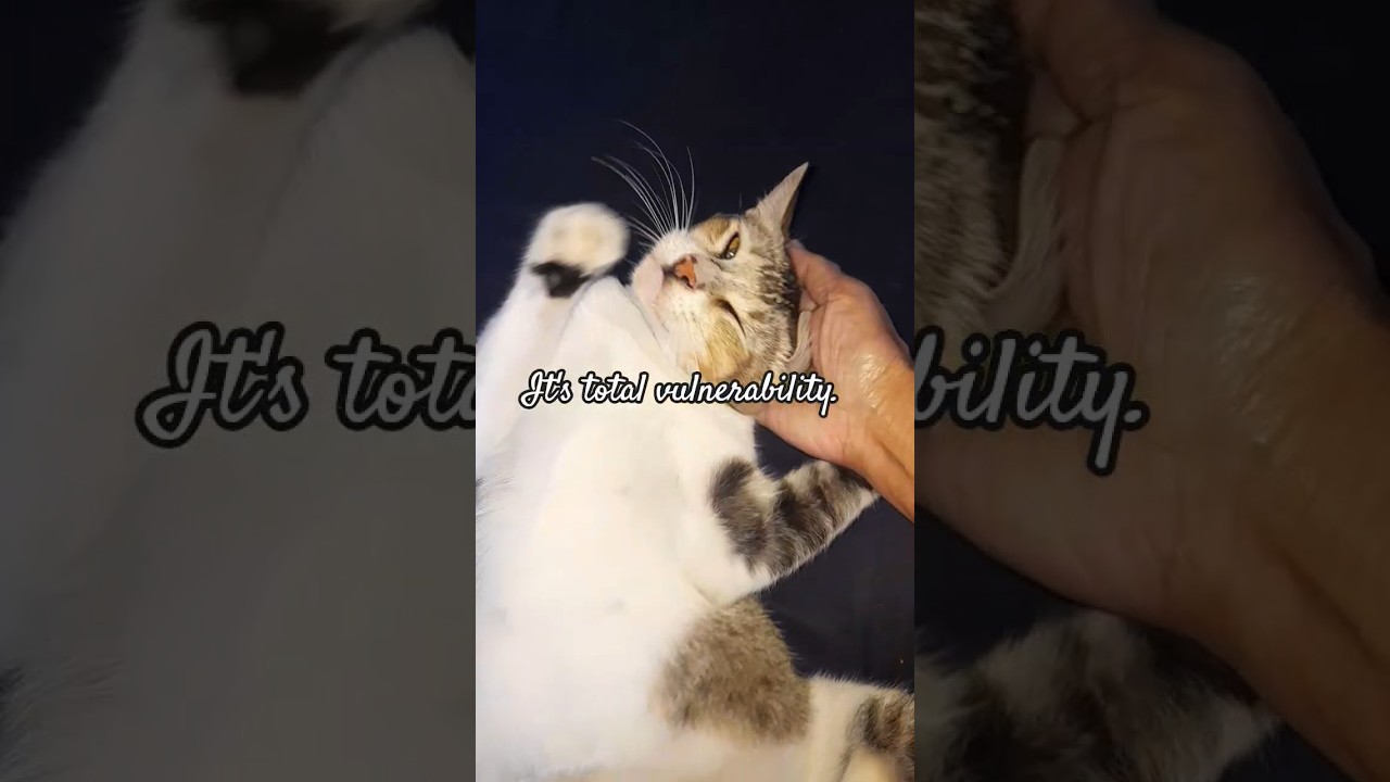 3 hidden signs your cat trust you.