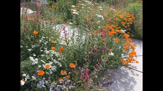 Lawn to California Native Garden