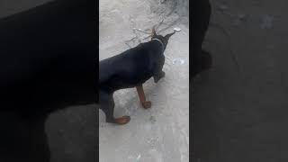 Bize Yeni Katıldı Hector Doberman Ve Pitbull