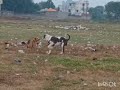 Anxious Pit BullDog Gets The Perfect...: