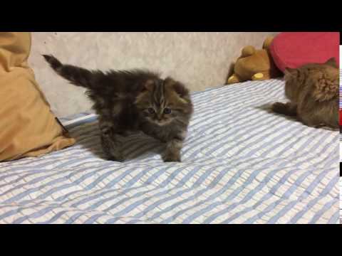 スコティッシュフォールド、ijuちゃん