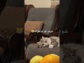 والموسيقى تبعت المسلسل زابطة على اللحظة كيف بدي اقنعه انو الفواكه ما بتسوالو قطط صغيرة Cat 