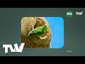 Conoce más sobre el periquito mastrantero 🦜 | Rio Verde